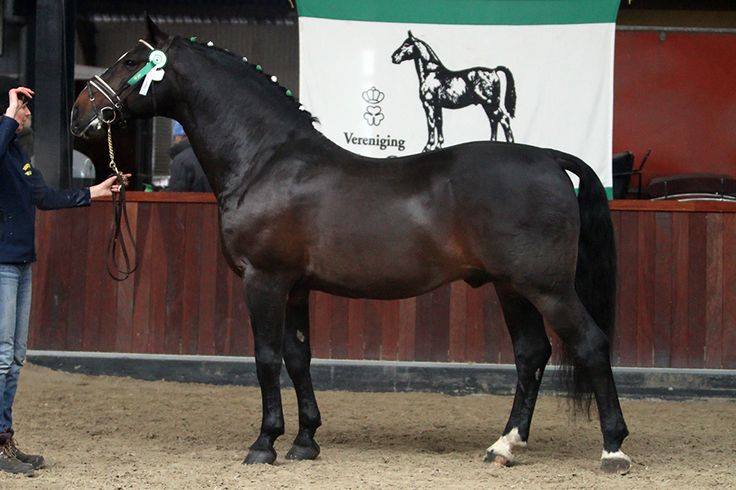 Groningen Horse